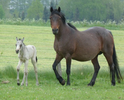 stuten_paiti01